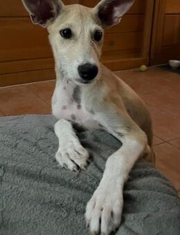 Ronya wünscht sich ein Für-Immer-Zuhause - Grevenbroich