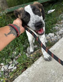 Sehr sozial + anhänglich = AMIRA ♥️ - München