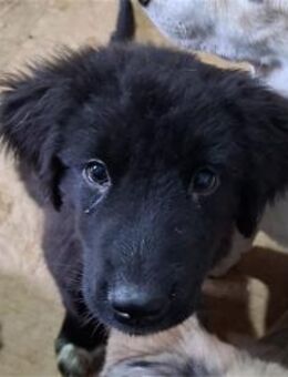 Dori - Pflegestelle oder Zuhause gesucht - Oberwies