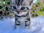 Zuckersüsse BKH Kitten Silver Tabby (Whiskas) suchen neues Zuhause - Oberwil BL