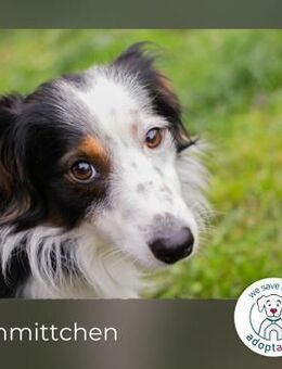 Schmittchen: Junghund sucht ein Zuhause - Kirchzell