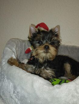 Reinrassige Yorkshire- Welpen abzugeben!!!!!! - Recklinghausen