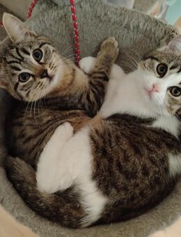 Sibirische-Waldkatze - Heilige Birma-Britisch-Kurzhaar. - Altensteig Zentrum