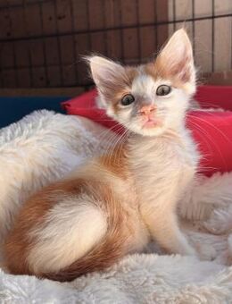 Miso - machte die Straßen unsicher - Kirchheim (München)