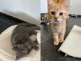 Katzenbabys suchen neues Zuhause in 50189