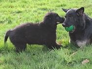 Schäferhund Welpe schwarz Langstockhaar - Essen