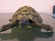 Griechische Landschildkröte #3 Testudo hermani geb. 2006 weiblich, eierlegend zu verkaufen - Neu Ulm