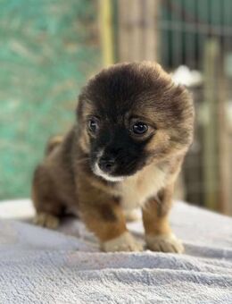 Betty, klein bleibende Welpin - Lindenberg (Rheinland-Pfalz)