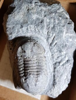 Trilobiten, paläontologische Fundstücke - Hamburg Hamburg-Nord