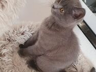 Bkh kitten blue - Worms