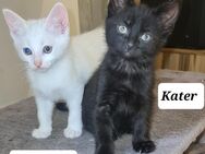Maine Coon Mix Kitten - Düren