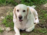 Ich heiße Buddy ...mit Video - Frankfurt (Main)
