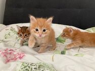 2 liebevolle Kurilian Bobtail Kitten suchen ein ebenso liebevolles Zuhause - Baden-Baden