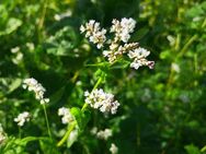 Echter Buchweizen Samen Heilwirkung Honig Bienen Buchweitzen Heilpflanze Nutzpflanze Buchweizensamen seed Saatgut insektenfreundlich garden Blumensamen essbar flower seeds Geschenk flower present SWR Ostern Blumenwiese - Pfedelbach