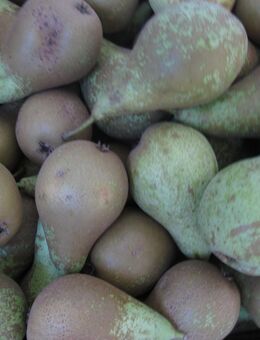 Priv. Bio-Birnen Conference und Williams und BIO-Lageräpfel, alte Sorten ( roter Jonathan, Kreuzung, roter Boskop) erntefrisch zu verkaufen - Edling