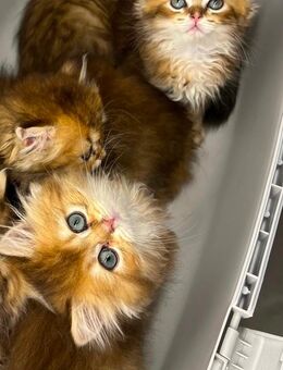 5 wunderschöne britische langhaarige Kitten BLH suchen ein liebevolles Zuhause. Black golden shaded - Aachen