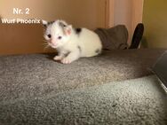 5 Zuckersüße Baby Kitten ab Juli In Liebevolle Hände abzugeben - Freiburg (Breisgau)