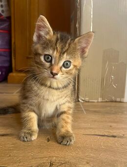 Babykatzen suchen ein neues Zuhause - Bersenbrück