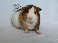 ZAZOU d Glatthaar goldagouti Meerschweinchen WEIBCHEN - Dortmund