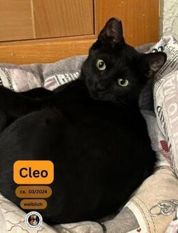 CLEO, w., kastr., EHK, geb. 03/2024 - Sipplingen