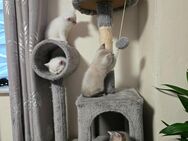 BKH Kitten - Evessen