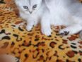 Drei Bkh Kitten in 48268