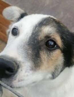 Akela - Rotenburg (Fulda)