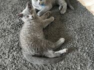Abgabebereiter süsser reinrassiger BKH Kater - Linnich