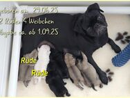 Mops Welpen - Beckingen