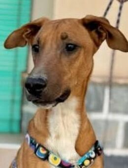 Roy - hübscher Mischlingsrüde - Bad Camberg