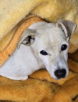 Sanfte, zauberhafte Hündin 3 - Kallmünz