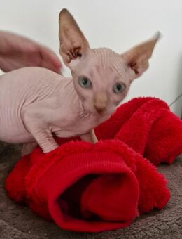 Canadian sphynx Kitten - Bielefeld
