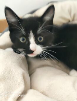 Main Coone Mix Katzenbaby - Nettetal