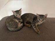 Zwei Katzenkinder suchen ein neues Zuhause - Bad Rodach