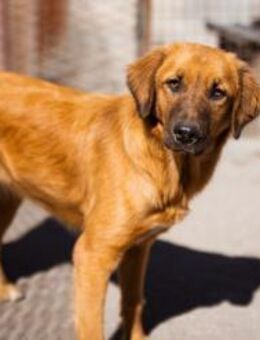 Schnuckel ♥Bettie♥ will spielen&kuscheln - Hamburg