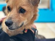 Handicaphund Nemo sucht Herzensmenschen - Neuhausen (Fildern)