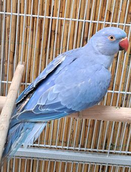 Halsbandsittiche Halsbandsittich kleiner Alexandersittich in verschiedenen Farben violett - Neustadt (Sachsen) Hohwald