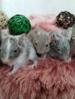 Niedliche kunterbunte Degu Kids,viele Mädels:Lilac-Schecken,Schoko,Creme,Agouti suchen Lieblingsmensch! - Hille