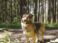 Collie Schäferhund Mischling Gerti - Palling