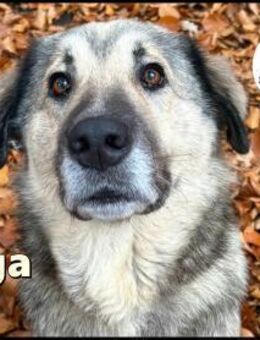 liebe große Vega sucht ihre Menschen - Margetshöchheim