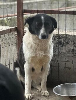 Frieda ist eine Herzenshündin 🐾 - Elsdorf (Nordrhein-Westfalen)