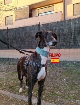 Filipo - Heppenheim (Bergstraße)