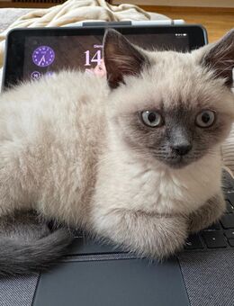 British Kurzhaar - Bluepoint Hauskatze - Münster