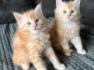 Zuckersüße Maine Coon Kitten - Helsa