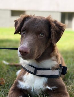 Australian Shepherd Rüde Kakao sucht neues Zuhause - Braunschweig
