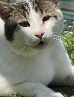 Buddy - ein gemütlicher Kerl - Idstein