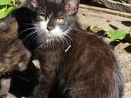 Katzenbabys / Kitten / Katzenbaby abzugeben - Wettrup