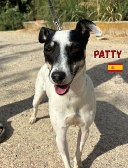 Patty - unkompliziert und sozial - Heppenheim (Bergstraße)