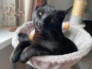 Kater sucht neues Zuhause - Hamburg