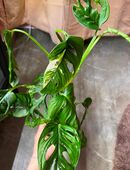 Monstera Adansonii variegata Pflanze in 99628
